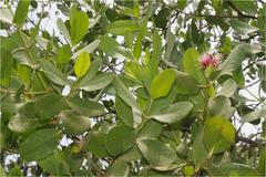 Sonneratia caseolaris